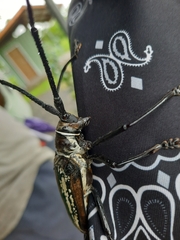 Batocera lineolata