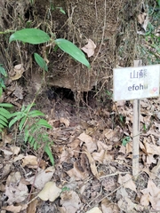 Manis pentadactyla pentadactyla