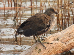 Gallinula chloropus
