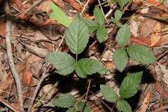 Rubus