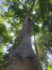Schizomeria ovata