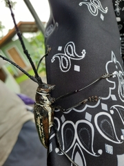 Batocera lineolata