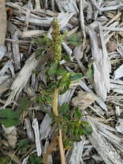 Amaranthus blitum