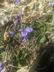 Viola hirta