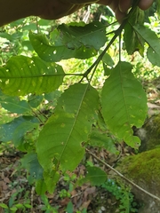 Schizomeria ovata