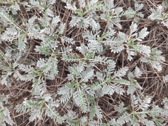 Astragalus tragacantha