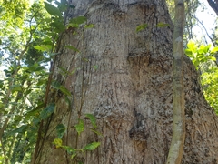 Schizomeria ovata