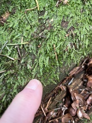 Hypnum circinale