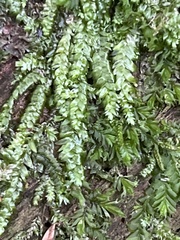 Hypnum circinale