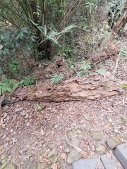 Manis pentadactyla pentadactyla