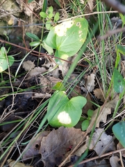 Phyllosiphon arisari