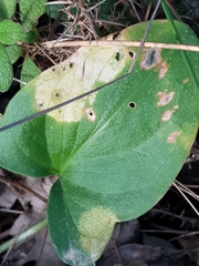 Phyllosiphon arisari