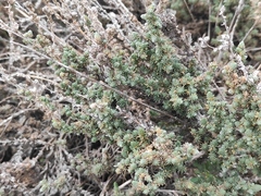 Camphorosma monspeliaca