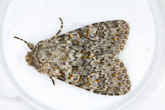 Polymixis flavicincta