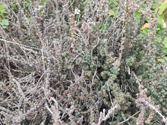 Camphorosma monspeliaca