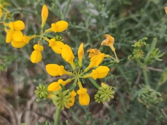 Coronilla juncea