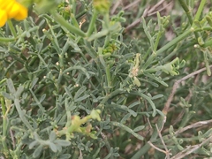Coronilla juncea