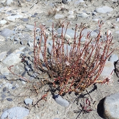 Epilobium melanocaulon
