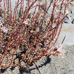 Epilobium melanocaulon