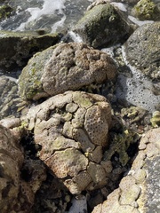 Palythoa