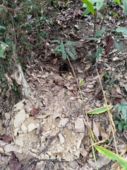 Manis pentadactyla pentadactyla