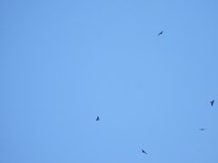 Pyrrhocorax graculus