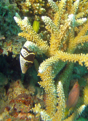 Pseudocheilinus hexataenia