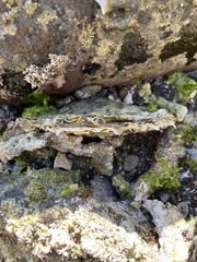 Pinctada mazatlanica