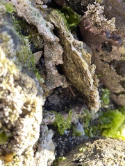 Pinctada mazatlanica