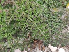 Daucus carota hispanicus