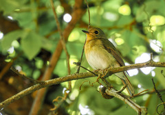 Cyornis hainanus