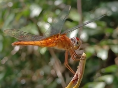 Urothemis signata