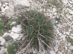 Dianthus caryophyllus