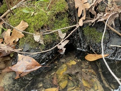 Hygroamblystegium humile