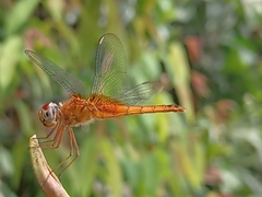 Urothemis signata