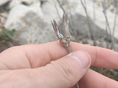 Dianthus caryophyllus