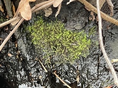 Hygroamblystegium humile