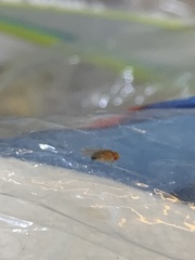 Drosophila melanogaster