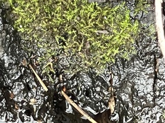 Hygroamblystegium humile