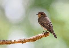 Muscicapa sibirica
