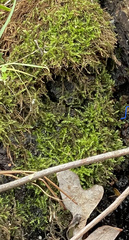 Hygroamblystegium humile