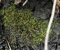 Hygroamblystegium humile