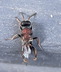 Lyciscinae