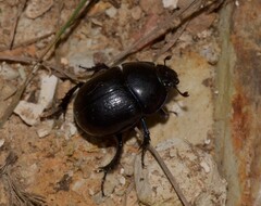 Geotrupidae