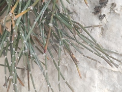 Ephedra distachya