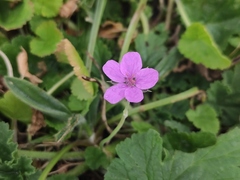 Erodium chium