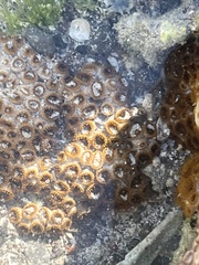 Palythoa tuberculosa