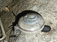 Sonorelix borregoensis