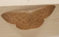 Cyclophora obstataria