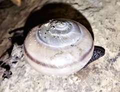 Sonorelix borregoensis